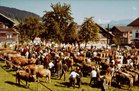 26. Viehmarkt in Schwarzenberg (Bregenzerwald)
