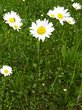 21. Margerite (weiße Wucherblume)