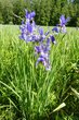 23. Schwertlilie (Iris)
