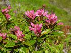 41. Rostblätterige Alpenrose