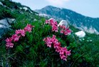 42. Rauhaarige Alpenrose